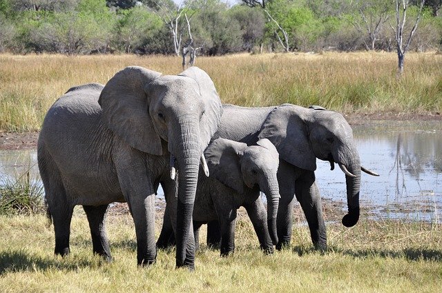 stádo slonů