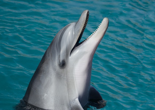 delfín v moři
